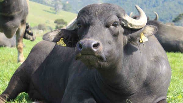 ಮಾಂಸ ಪ್ರಿಯರ ಚೀನಾಕ್ಕೆ ಎಮ್ಮೆ ಮಾಂಸ ಬೇಡ್ವಂತೆ, ಭಾರತಕ್ಕೆ ಎಷ್ಟು ನಷ್ಟ?