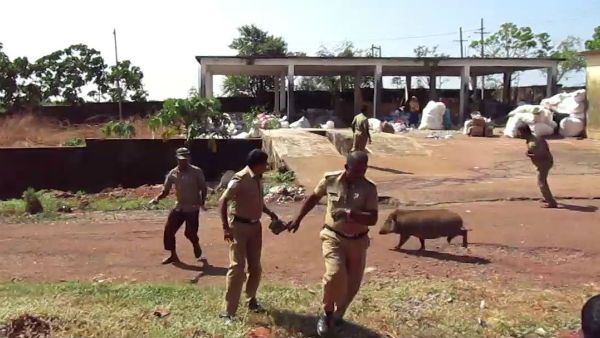 ದಿಕ್ಕಾಪಾಲಾಗಿ ಓಡಿದ ಅಧಿಕಾರಿಗಳು! ದಾಳಿ ಮಾಡಿದ್ದು ಯಾರು ಅಂತೀರಾ...