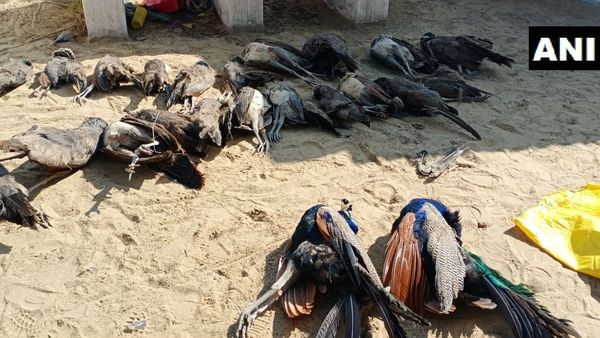 ರಾಷ್ಟ್ರಪಕ್ಷಿಗಳಿಗೆ ವಿಷವಿಟ್ಟ ರಾಜಸ್ತಾನದ ರೈತ!