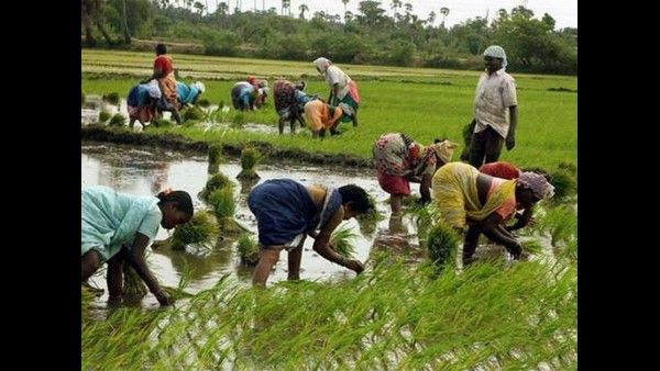 ಕಳೆದ ಎಂಟು ವರ್ಷದಲ್ಲಿ ರೈತರ ಆದಾಯ ಮೂರುಪಟ್ಟು ಹೆಚ್ಚಳ