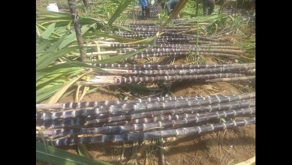 ಕರಿ ಕಬ್ಬಿಲ್ಲದೇ ಪೂರ್ಣವಾಗುವುದಿಲ್ಲ ಬೊಂಬೆ ನಾಡಿನ ಸಂಕ್ರಾಂತಿ