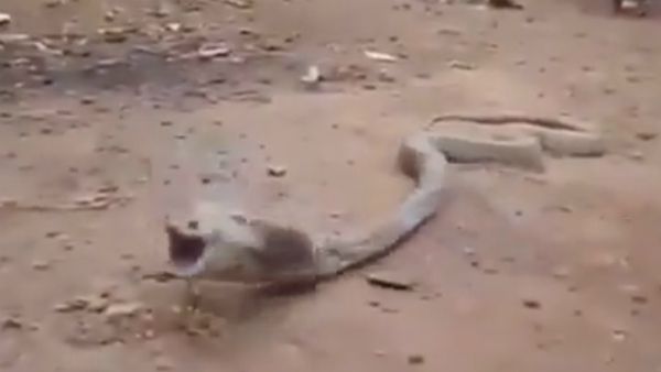 ನಾಗರಹಾವಿನ ಹೊಟ್ಟೆಯಲ್ಲಿದ್ದದ್ದೇನು? ವೈರಲ್ ವಿಡಿಯೋ