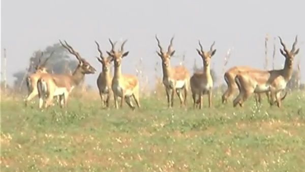 ಚಿತ್ರದುರ್ಗದಲ್ಲಿ ಸೊಪ್ಪು ಕಡಲೆ ತಿನ್ನಲು ಹಿಂಡುಹಿಂಡಾಗಿ ಲಗ್ಗೆ ಇಡುತ್ತಿವೆ ಕಡವೆಗಳು