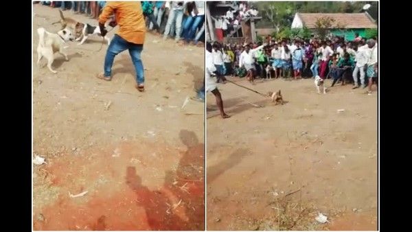 ಮೈಸೂರಿನ ಹೆಬ್ಬಲಗುಪ್ಪೆ ಗ್ರಾಮದ ಜಾತ್ರೆಯಲ್ಲಿ ನಡೆಯುತ್ತೆ ನಾಯಿ-ನರಿ ಕಾಳಗ