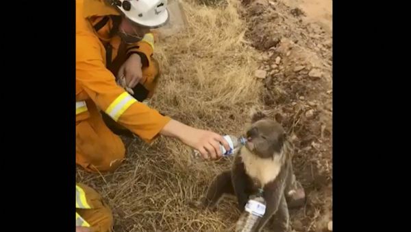 ಕಾಳ್ಗಿಚ್ಚಿಗೆ ಸುಟ್ಟು ಕರಕಲಾದ ಕಾಡುಪ್ರಾಣಿಗಳು: ಜೀವ ಉಳಿಸಿಕೊಳ್ಳಲು ಪರದಾಟ