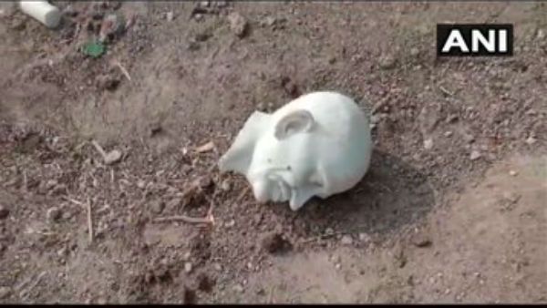 ಗಾಂಧಿ ನಾಡು ಗುಜರಾತ್‌ನಲ್ಲೇ ಮಹಾತ್ಮಾ ಗಾಂಧಿ ಶಿರಚ್ಛೇಧನ!