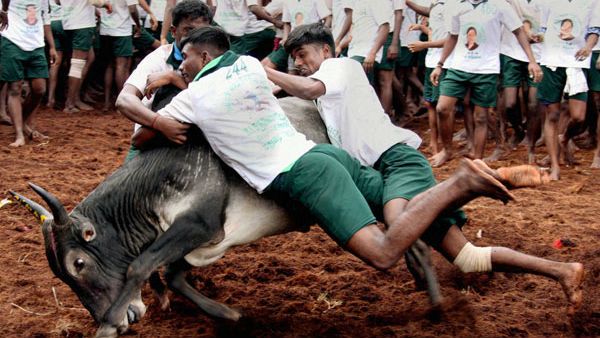 ತಮಿಳುನಾಡಿನಲ್ಲಿ ಜಲ್ಲಿಕಟ್ಟಿಗೆ ಮತ್ತೋರ್ವ ಬಲಿ: 30 ಮಂದಿ ಸ್ಥಿತಿ ಗಂಭೀರ