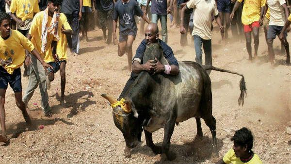 ತಮಿಳುನಾಡಲ್ಲಿ ಪೊಂಗಲ್: ಜಲ್ಲಿಕಟ್ಟು ಸ್ಪರ್ಧೆಗೆ 2,100 ಹೋರಿಗಳು ಸಜ್ಜು