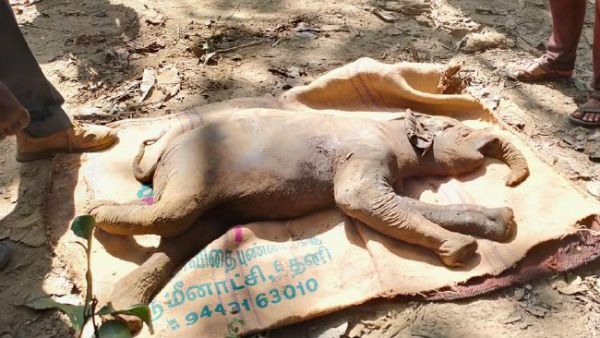 ಕಾಡಿನ ಮಧ್ಯೆ ಹೆತ್ತ ತಾಯಿ ಎದುರಿನಲ್ಲೇ ಕಣ್ಣು ಮುಚ್ಚಿದ ಮರಿಯಾನೆ