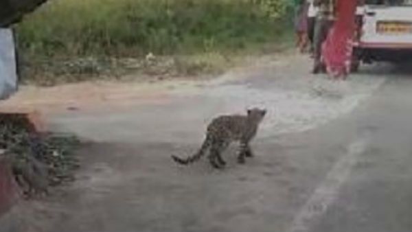 ರಸ್ತೆ ನಟ್ಟನಡುವೆ ಜನರ ಮಧ್ಯೆಯೇ ಆರಾಮಾಗಿ ನಡೆದಾಡಿದ ಚಿರತೆ