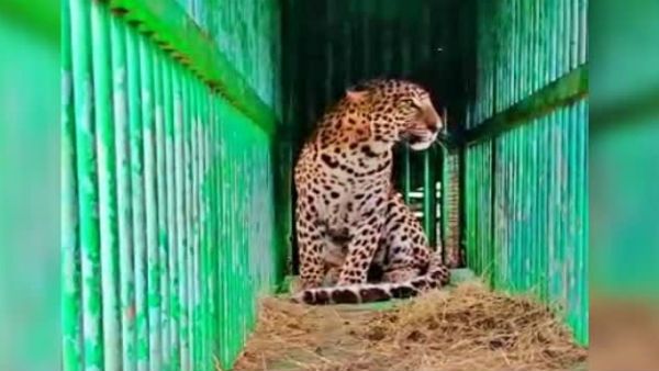 ಜಾನುವಾರು ಭಕ್ಷಿಸಿ ಜನರಲ್ಲಿ ಭೀತಿ ಹುಟ್ಟಿಸಿದ್ದ ಚಿರತೆ ಸೆರೆ