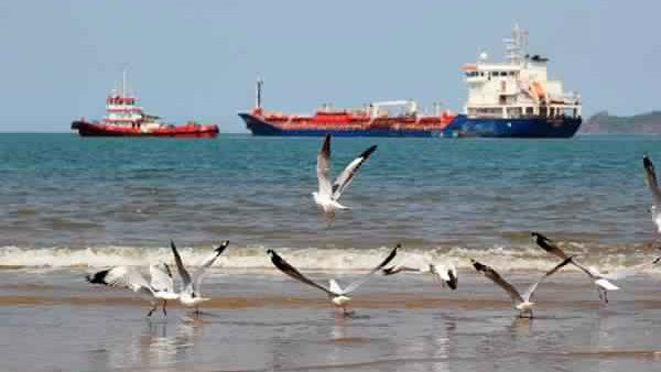 ಕಾರವಾರ ಕಡಲ ತೀರದಲ್ಲಿ ಕ್ಷೀಣಿಸುತ್ತಿವೆ 