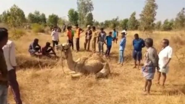ಕೋಲಾರದಲ್ಲಿ ಮಾಲೀಕರಿಲ್ಲದ ಒಂಟೆ ಪತ್ತೆ, ನೋಡಲು ಮುಗಿಬಿದ್ದ ಜನ