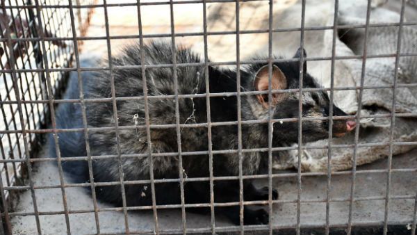 ಚಿಕ್ಕಮಗಳೂರಲ್ಲಿ ಅಪರೂಪದ ಪುನುಗು ಬೆಕ್ಕನ್ನು ರಕ್ಷಿಸಿದ ಛಾಯಾಗ್ರಾಹಕ