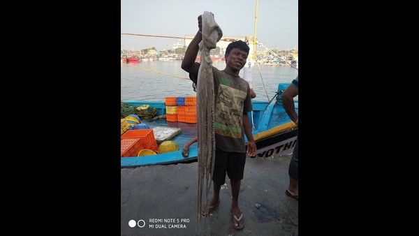 ಮಲ್ಪೆ ಮೀನುಗಾರರ ಬಲೆಗೆ ಬಿತ್ತು ಅಪರೂಪದ 