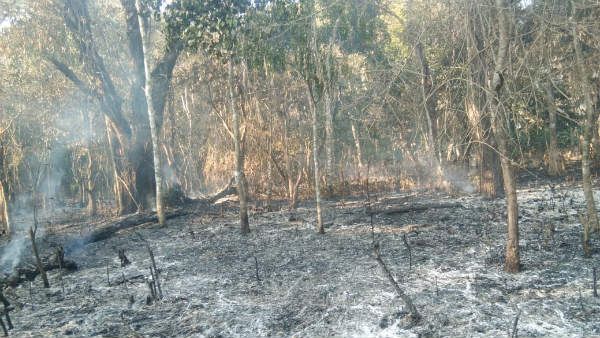 ಮೂಡಿಗೆರೆಯಲ್ಲಿ ಕಿಡಿಗೇಡಿಗಳಿಂದ ಬೆಂಕಿ: ಕಾಫಿ ತೋಟ ಭಸ್ಮ