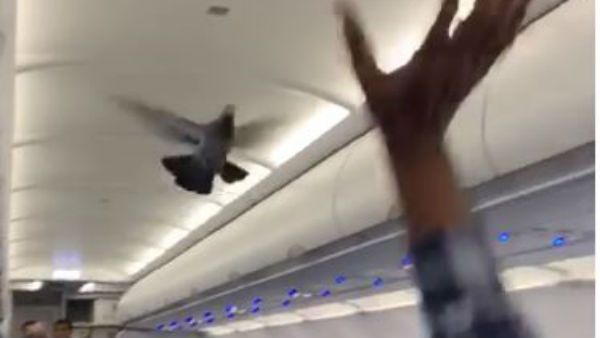 ಗೋಏರ್ ವಿಮಾನದೊಳಗೆ ಜೋಡಿ ಪಾರಿವಾಳ ಹಾರಾಟ