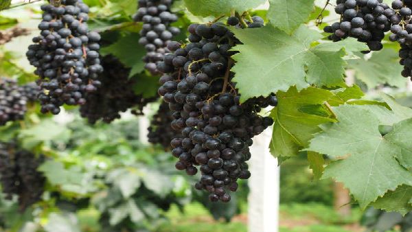 ಹಾಪ್‌ಕಾಮ್ಸ್‌ನಲ್ಲಿ ಬಾಯಲ್ಲಿ ನೀರೂರಿಸುವ ದ್ರಾಕ್ಷಿ-ಕಲ್ಲಂಗಡಿ ಮೇಳ