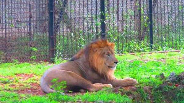 ಕಾಣೆಯಾಗಿದ್ದ ಯುವಕನ ಅವಶೇಷಗಳು ಮೃಗಾಲಯದ ಸಿಂಹದ ಬೋನಿನಲ್ಲಿ ಪತ್ತೆ