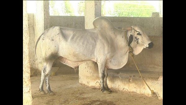 ಮಾಲೂರಿನಲ್ಲಿ ಎಂಟು ದೇಸಿ ಗೋ ತಳಿಗಳ ವಿಶೇಷ ಆಶ್ರಮ
