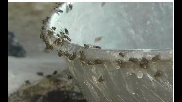 ಇದರ ಕಾಟದಿಂದ ಊರನ್ನೇ ಬಿಟ್ಟು ಹೋಗುತ್ತಿದ್ದಾರೆ ಚಿಲಕನಹಳ್ಳಿ ಗ್ರಾಮಸ್ಥರು