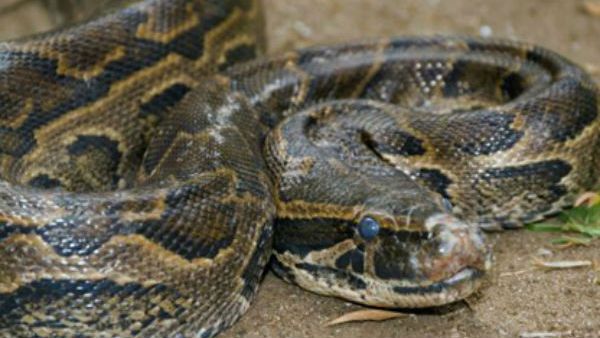 ವಿಡಿಯೋ; ಬೀಚ್ ಟವೆಲ್ ನುಂಗಿದ ಹೆಬ್ಬಾವನ್ನು ಬದುಕಿಸಿದ ವೈದ್ಯರು