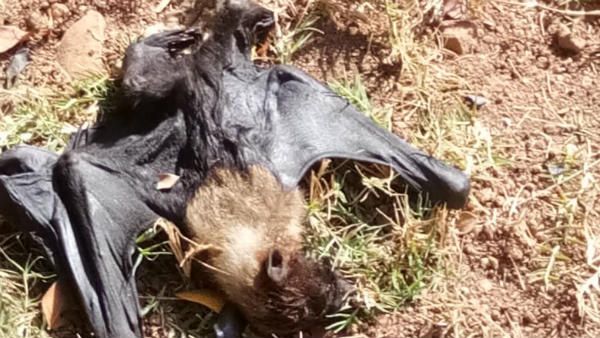 ಶಿವಮೊಗ್ಗದಲ್ಲಿ ನೂರಾರು ಬಾವಲಿಗಳ ಸಾವು; ಜನರಲ್ಲಿ ಆತಂಕ