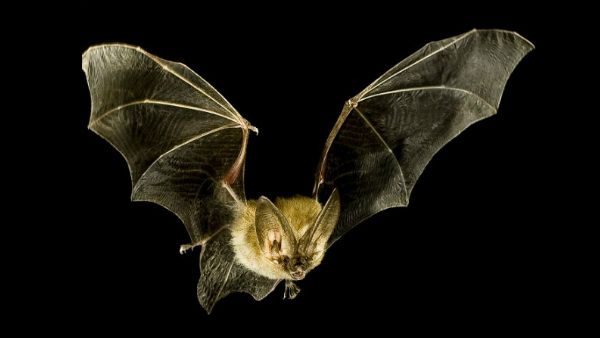 ಬಾವಲಿಗಳ ಸಾಮೂಹಿಕ ಸಾವು: ಕೇರಳದಲ್ಲಿ ಹೆಚ್ಚಾಗಿದೆ ಭಯ!