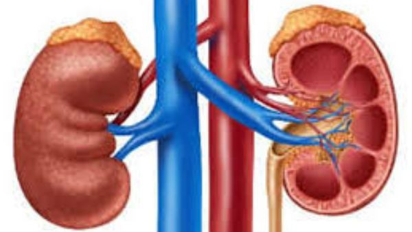 ಕಿಡ್ನಿ ಸಮಸ್ಯೆ; ಡಯಾಲಿಸಸ್ ಬೇಡ, ಪಾರಂಪರಿಕ ಚಿಕಿತ್ಸೆ ಟ್ರೈ ಮಾಡಿ