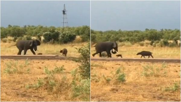 ವಿಡಿಯೋ: ಆನೆಯನ್ನು ಅಟ್ಟಾಡಿಸಿದ ಮರಿ ಎಮ್ಮೆ