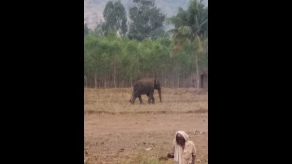 ಬೆಳ್ಳಂಬೆಳಿಗ್ಗೆ ಸಾಸಲಪುರ ಗ್ರಾಮಕ್ಕೆ ನುಗ್ಗಿ ದಾಂಧಲೆ ನಡೆಸಿದ ಒಂಟಿಸಲಗ