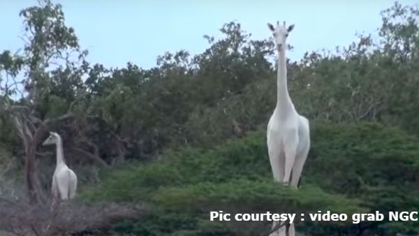 ಜಗತ್ತಿನಲ್ಲಿದ್ದ ಎರಡೇ ಎರಡು ಬಿಳಿ ಜಿರಾಫೆಗಳಿಗೆ ಇದೆಂತಾ ಗತಿ!