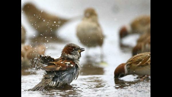 ಚಿಂವ್ ಚಿಂವ್ ಗುಬ್ಬಚ್ಚಿ ಎಲ್ಲಿ ಹೋದೆ...
