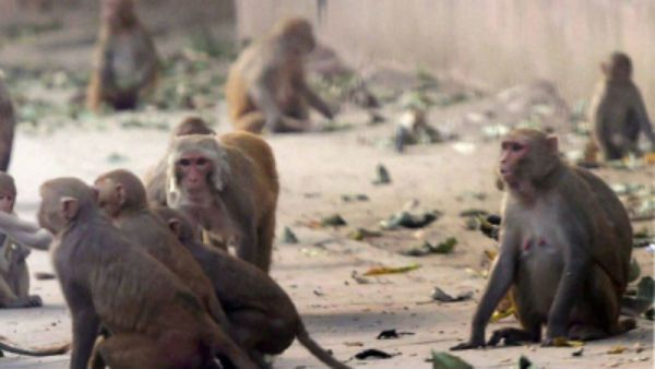 ವಿಡಿಯೋ: ಕೋತಿಗಳನ್ನು ಬೆದರಿಸಲು ಕರಡಿ ವೇಷ ತೊಟ್ಟ ಪೊಲೀಸರು