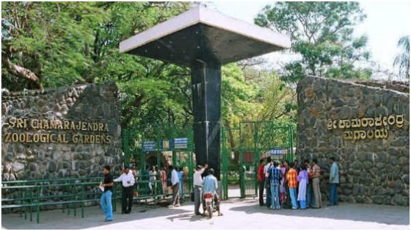 ಮೈಸೂರಿನ ಮೃಗಾಲಯದಲ್ಲಿ ಗಂಡುಹುಲಿ, ಕಾಳಿಂಗ ಸರ್ಪ ಸಾವು