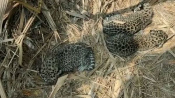 ಟಿ.ನರಸೀಪುರದಲ್ಲಿ 3 ಚಿರತೆ ಮರಿಗಳು ಪ್ರತ್ಯಕ್ಷ