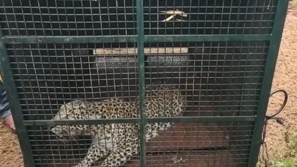 ತಿ.ನರಸೀಪುರದ ತಂಬಲದಲ್ಲಿ ಮತ್ತೊಂದು ಚಿರತೆ ಬೋನಿಗೆ