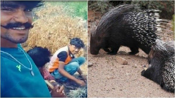 ಮುಳ್ಳುಹಂದಿ ಕೊಂದು ತಿಂದು ಜೈಲು ಸೇರಿದ 'ಟಿಕ್ ಟಾಕ್' ಭೂಪ.!