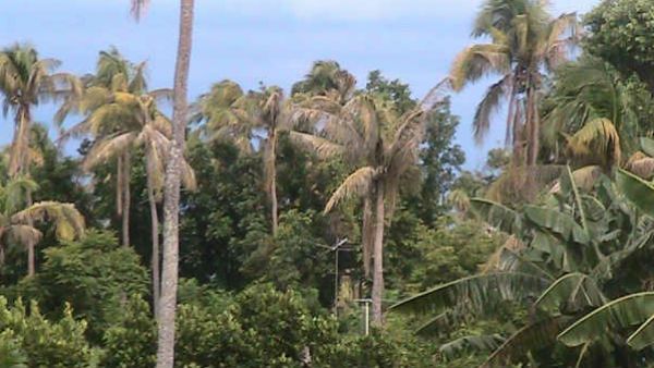 ತೆಂಗಿನಲ್ಲಿ ರುಗೋಸ್ ಬಿಳಿ ನೊಣದ ಹತೋಟಿ ಹೇಗೆ? ಇಲ್ಲಿದೆ ಸಲಹೆ