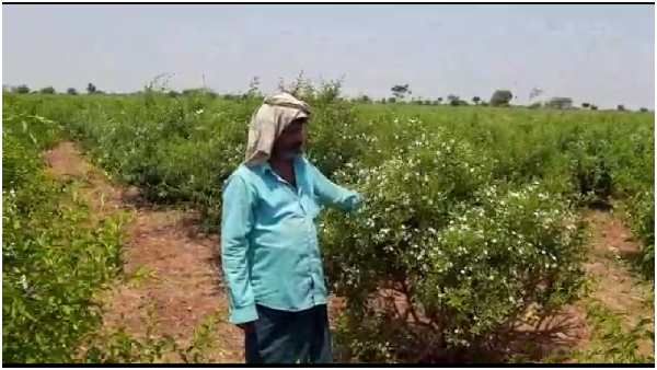 15 ಎಕರೆ ತೋಟದಲ್ಲಿ ಕೊಳೆಯುತ್ತಿದೆ ಮಲ್ಲಿಗೆ, ಗುಲಾಬಿ, ಪಪ್ಪಾಯ