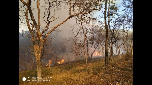 ಬಂಡೀಪುರದಲ್ಲಿ ಕಾಣಿಸಿಕೊಳ್ಳುತ್ತಿದ್ದ ಕಾಡ್ಗಿಚ್ಚಿನ ಹಿಂದಿದೆಯಾ ದುಷ್ಟ ಜಾಲ?