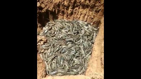 ಅಪಾಯಕಾರಿ ಕ್ಯಾಟ್ ಫಿಶ್ ಸಾಕಾಣಿಕೆ ಮೇಲೆ ಎಸಿ ದಾಳಿ