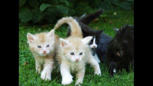 ಅಮೆರಿಕದಲ್ಲಿ ಹುಲಿ ಆಯ್ತು, ಈಗ ಸಾಕು ಬೆಕ್ಕಿಗೂ ಕೊರೊನಾ ಸೋಂಕು