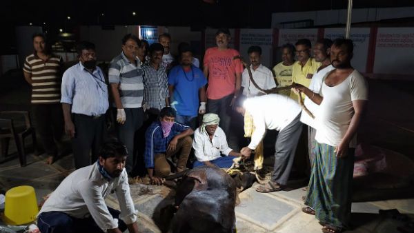 ಮಾನವೀಯತೆ ಮೆರೆದ ಹುಬ್ಬಳ್ಳಿಯ ಪಶುವೈದ್ಯರು