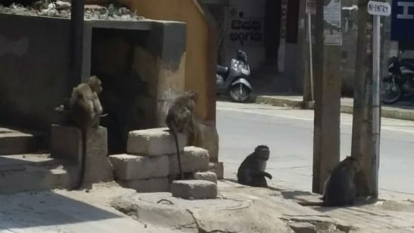 ದಾವಣಗೆರೆ; ನೀರು, ಆಹಾರವಿಲ್ಲದೇ ರಸ್ತೆಯಲ್ಲೇ ಕಾದು ಕುಳಿತಿವೆ ಮಂಗಗಳು