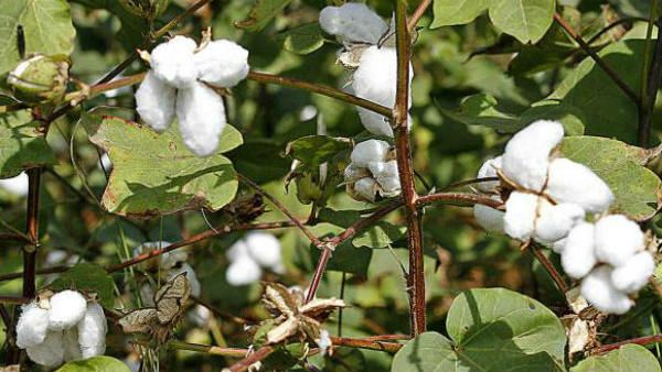 ಬಿತ್ತನೆ ಬೀಜ ಹಾಗೂ ರಸಗೊಬ್ಬರದ ಕೊರತೆ ಇಲ್ಲ: ಎಸ್.ಟಿ.ಸೋಮಶೇಖರ್