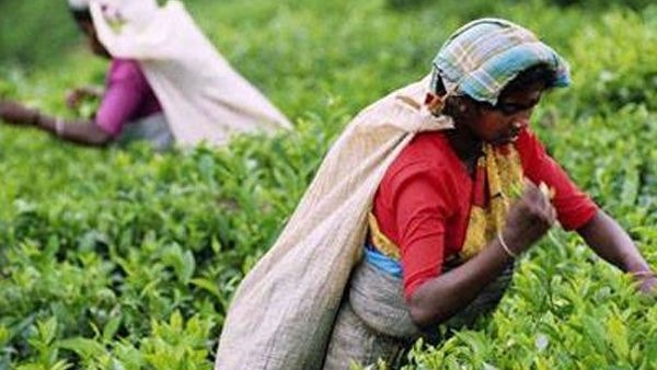 ಏಪ್ರಿಲ್.20ರಿಂದ ಬದಲಾಗುತ್ತಾ ಭಾರತದ ಚಿತ್ರಣ; ಟೀ ಬೆಳೆಗಾರರ ನಿರೀಕ್ಷೆ