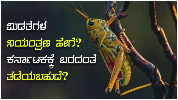 ಮಿಡತೆಗಳ ನಿಯಂತ್ರಣ ಹೇಗೆ? ಕರ್ನಾಟಕಕ್ಕೆ ಬರದಂತೆ ತಡೆಯಬಹುದೆ?