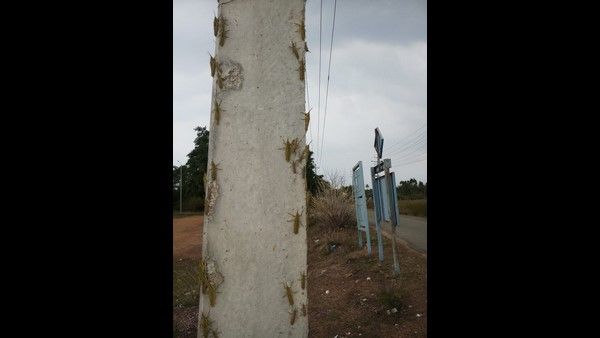 ಕೋಲಾರಕ್ಕೂ ಬಂದ ಮಿಡತೆ ಸೈನ್ಯ: ರೈತರಲ್ಲಿ ಆತಂಕ