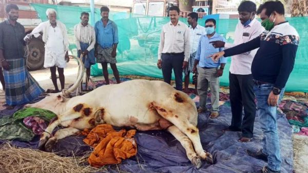 ಮೈಸೂರು: ಊರ ದೈವ ಬಸವನ ಚೇತರಿಕೆಗೆ ದೇವರ ಮೊರೆ